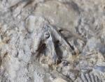 Tetractinella trigonella SCHLOTHEIM 1820 - Bild &copy; FossNet FossilienStore